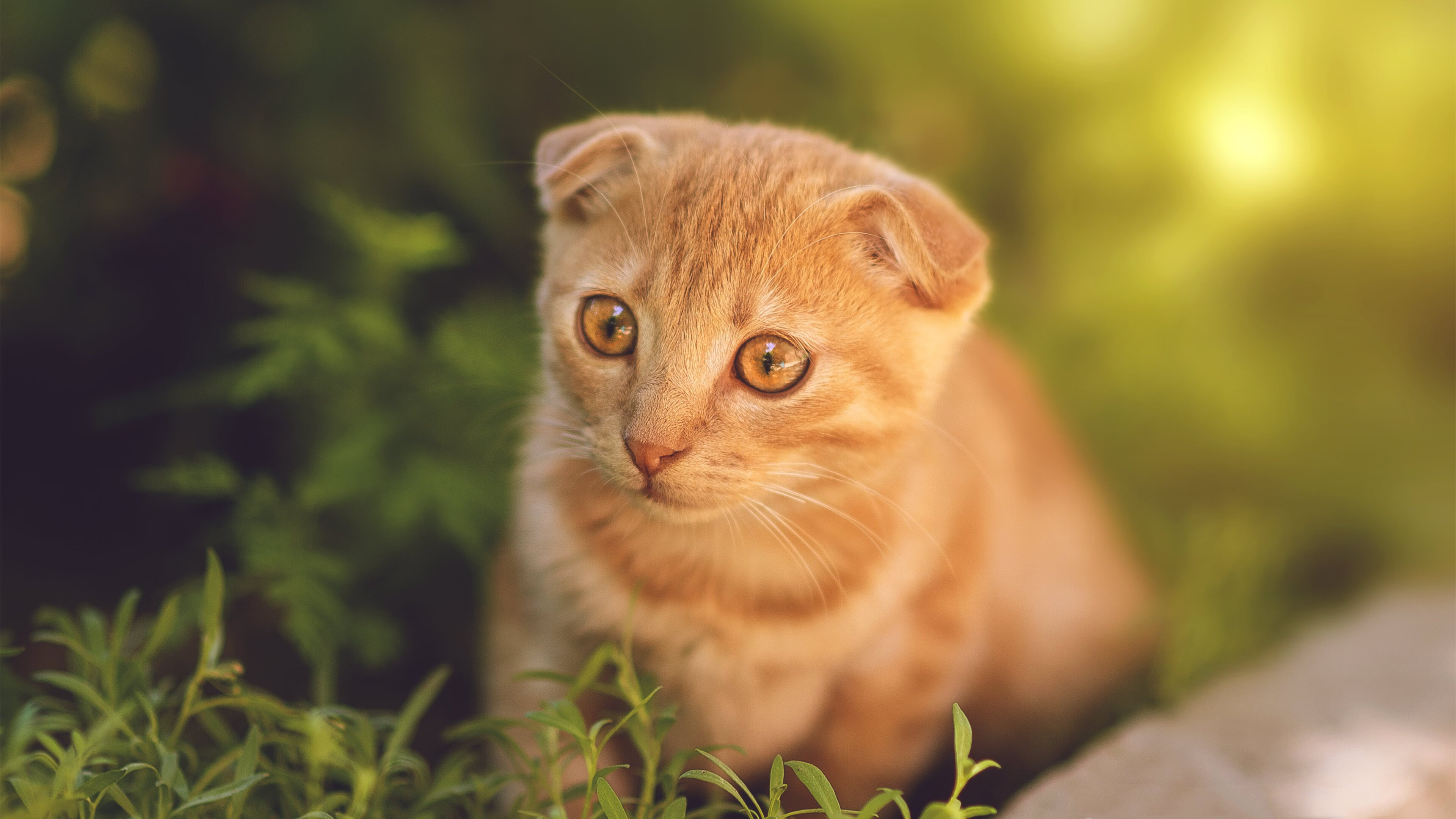 杨瀚森入选国家队核心阵容迎接挑战，杨瀚儒简介