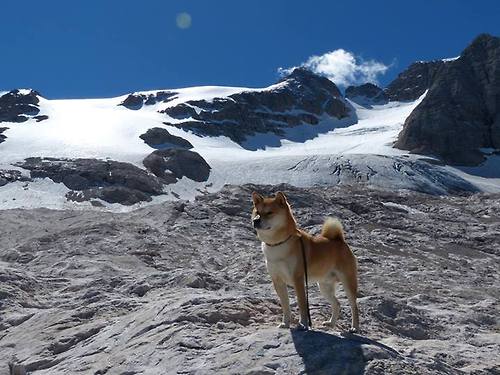 科曼或调整角色，拜仁边路变化可期，拜仁慕尼黑边锋科曼