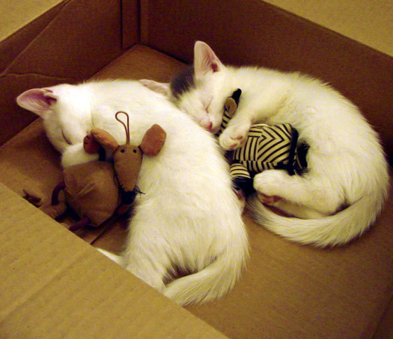 世界杯史诗决战：瞬间战术与个人能力的完美结合，世界杯之战