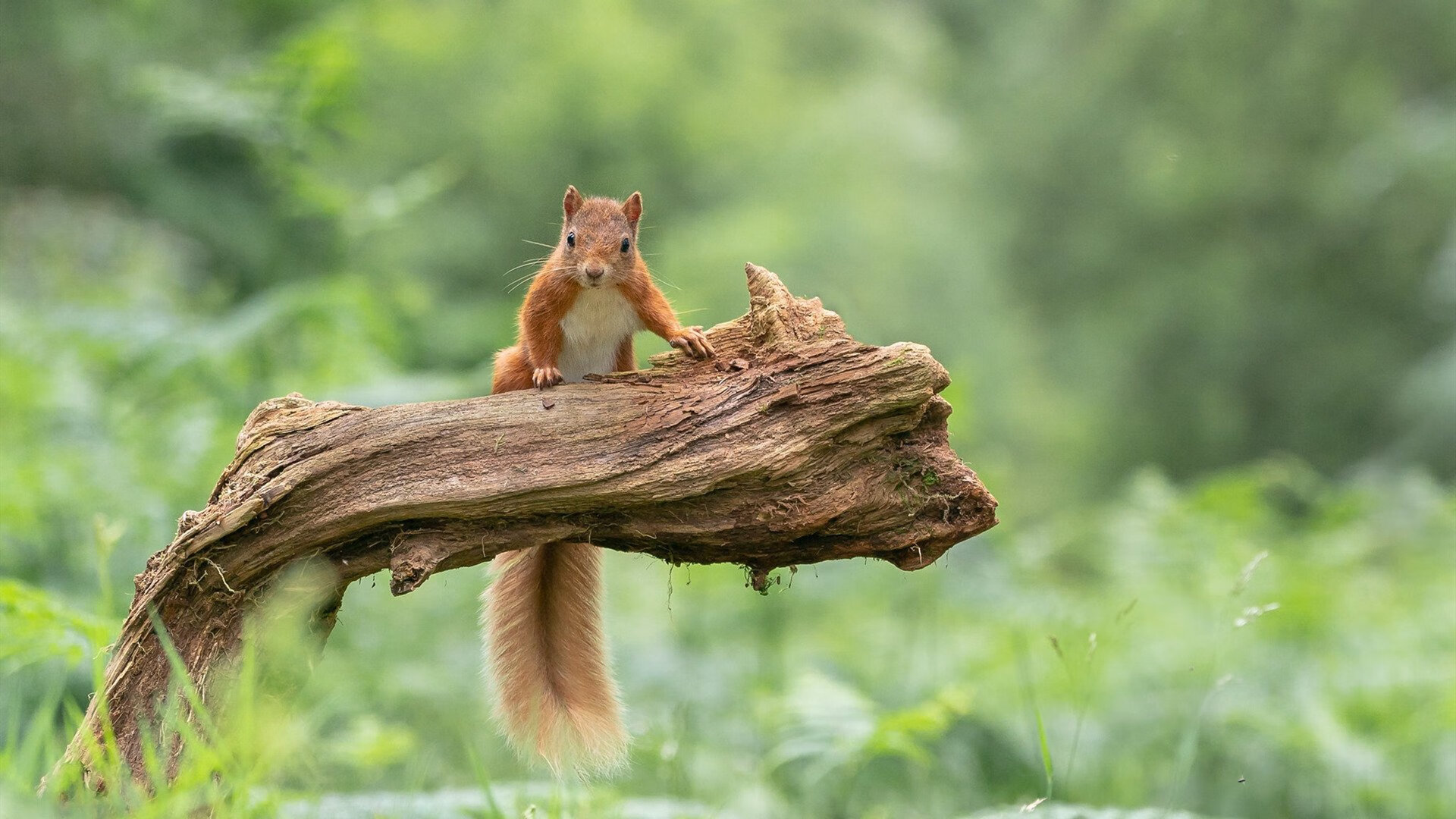 世界杯战火纷飞：最燃比赛场景回顾，世界杯战歌