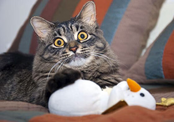 主教练战术板揭秘,关键回合布置受关注,主教练挑战